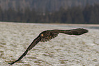 fliegender Seeadler