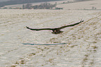 fliegender Seeadler