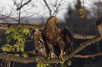 sitzender Seeadler