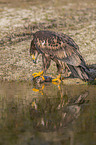 Seeadler mit Beute