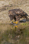 Seeadler mit Beute