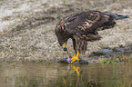 Seeadler mit Beute