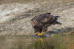 Seeadler mit Beute