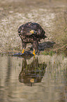 Seeadler mit Beute