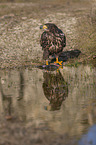 Seeadler mit Beute