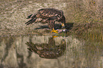 Seeadler mit Beute