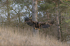 fliegender Seeadler