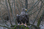 Seeadler mit Beute