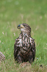 junger Seeadler