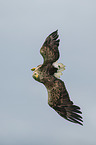 fliegender Seeadler