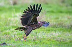 Seeadler