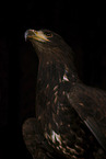 Seeadler