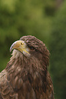 Seeadler