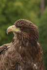 Seeadler