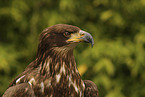 Seeadler