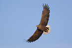 Seeadler