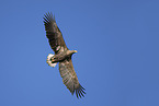 Seeadler