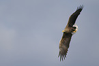 Seeadler