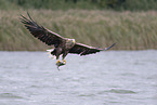 Seeadler