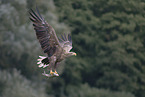 Seeadler