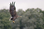 Seeadler