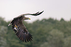 Seeadler