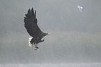 Seeadler