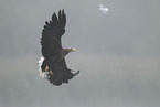 Seeadler