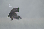 Seeadler