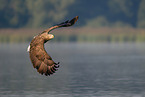 Seeadler