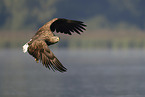 Seeadler