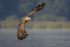 Seeadler