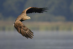 Seeadler