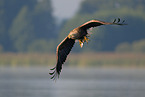 Seeadler