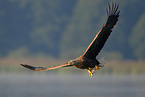 Seeadler