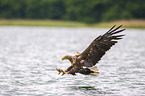 Seeadler