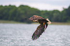 Seeadler