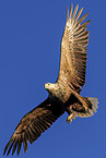 Seeadler