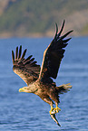 Seeadler