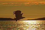 Seeadler