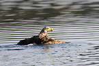 Seeadler