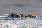 Seeadler