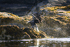 Seeadler