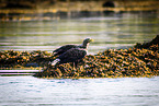 Seeadler