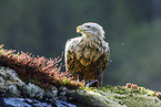 Seeadler