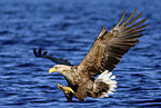 Seeadler