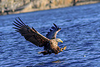 Seeadler