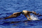 Seeadler
