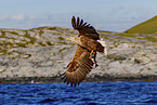 Seeadler