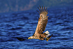 Seeadler